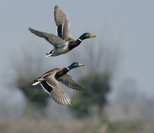 Federcaccia commenta le indicazioni dell’Ispra sulla stagione venatoria Federcaccia commenta le indicazioni dell’Ispra sulla stagione venatoria: due germani in volo
