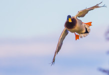 Il Tar modifica il calendario venatorio del Veneto Il Tar modifica il calendario venatorio del Veneto: maschio di germano reale in volo