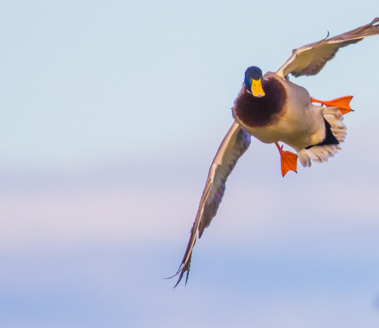 Il Tar modifica il calendario venatorio del Veneto Il Tar modifica il calendario venatorio del Veneto: maschio di germano reale in volo