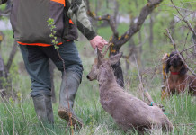 Le zoonosi emergenti: malattie tra uomini e animali zoonosi: cacciatore con capriolo abbattuto, davanti a cane da recupero