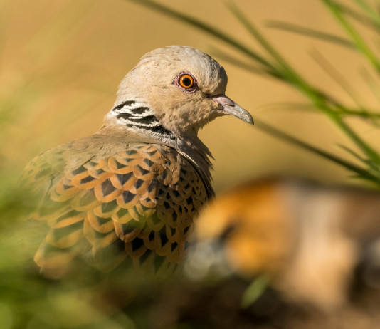 Niente preapertura alla tortora in Sardegna Niente preapertura alla tortora in Sardegna