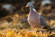 Novità sulla preapertura in Sicilia Novità sulla preapertura in Sicilia: colombaccio