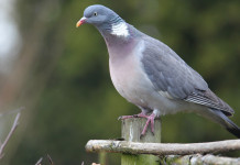 Nuova sentenza sul calendario venatorio della Sicilia sentenza sul calendario venatorio della Sicilia: colombaccio su ramo