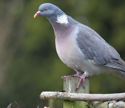 Nuova sentenza sul calendario venatorio della Sicilia sentenza sul calendario venatorio della Sicilia: colombaccio su ramo