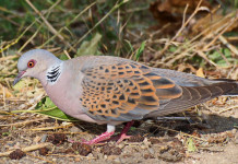 Piano di gestione della tortora, Bruzzone interroga ministro Piano di gestione della tortora, Bruzzone interroga ministro