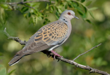 Piano di gestione della tortora, la richiesta a Cingolani Piano di gestione della tortora, la richiesta di Federcaccia a Cingolani