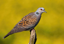 Salta la caccia alla tortora in Toscana Salta la caccia alla tortora in Toscana