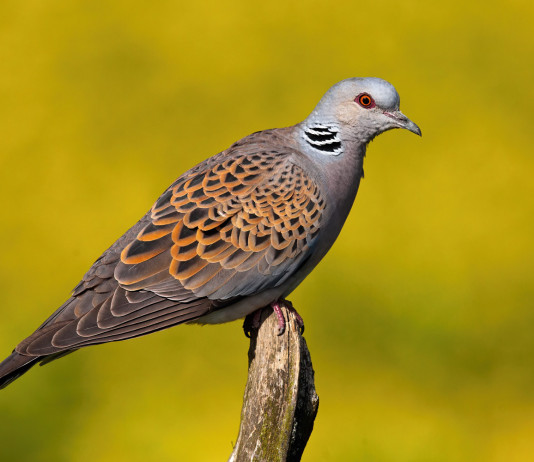 Salta la caccia alla tortora in Toscana Salta la caccia alla tortora in Toscana