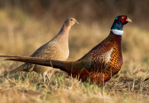 Slitta la decisione del Tar sul calendario venatorio dell’Abruzzo Slitta la decisione del Tar sul calendario venatorio dell’Abruzzo: fagiani maschio e femmina