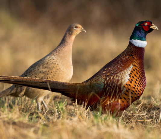 Slitta la decisione del Tar sul calendario venatorio dell’Abruzzo Slitta la decisione del Tar sul calendario venatorio dell’Abruzzo: fagiani maschio e femmina