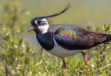 Sospesa la caccia alla pavoncella in Veneto Sospesa la caccia alla pavoncella in Veneto