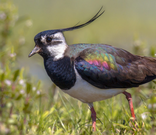Sospesa la caccia alla pavoncella in Veneto Sospesa la caccia alla pavoncella in Veneto