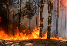 Stagione venatoria 2021/2022: le indicazioni restrittive dell’Ispra dopo gli incendi Stagione venatoria 2021/2022: incendio nella foresta