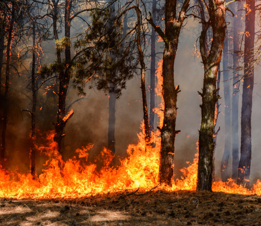 Stagione venatoria 2021/2022: le indicazioni restrittive dell’Ispra dopo gli incendi Stagione venatoria 2021/2022: incendio nella foresta