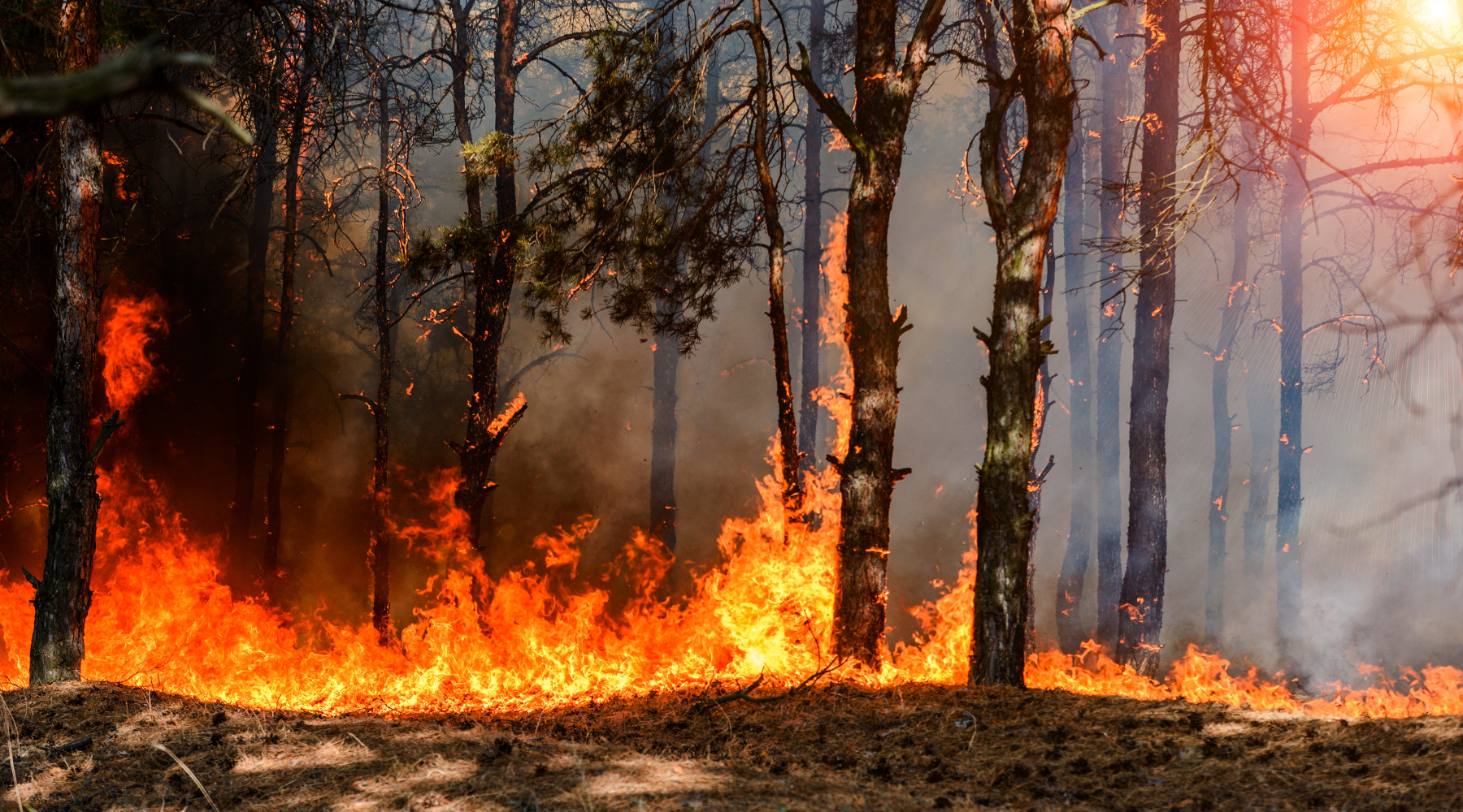 Stagione venatoria 2021/2022: incendio nella foresta
