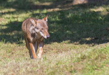 Trovato lupo positivo alla trichinella in Toscana Trovato lupo positivo alla trichinella in Toscana