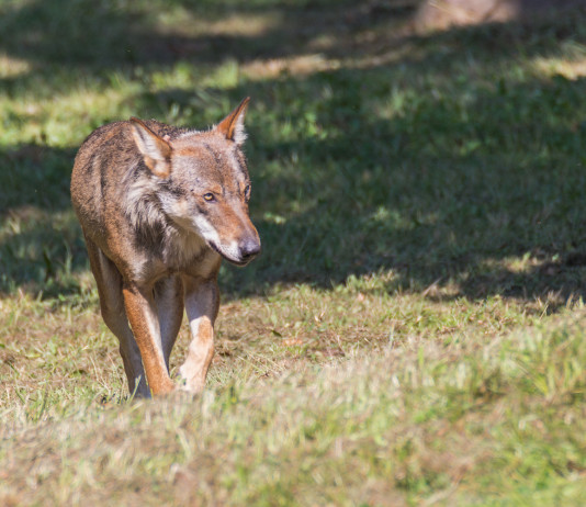 Trovato lupo positivo alla trichinella in Toscana Trovato lupo positivo alla trichinella in Toscana