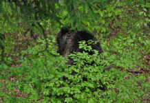 Abbattimento degli orsi problematici, linee guida sospese Abbattimento degli orsi problematici, linee guida sospese