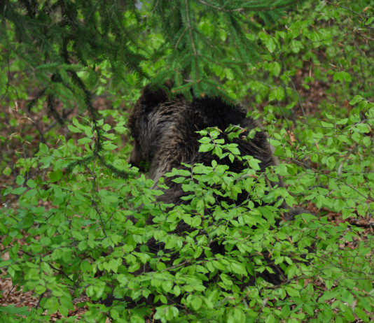 Abbattimento degli orsi problematici, linee guida sospese Abbattimento degli orsi problematici, linee guida sospese