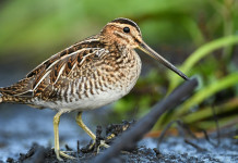 Aggiornata la lista rossa degli uccelli in Europa Aggiornata la lista rossa degli uccelli in Europa: beccaccino