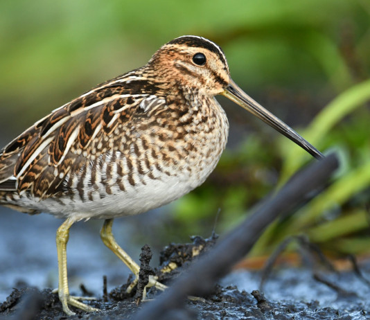 Aggiornata la lista rossa degli uccelli in Europa Aggiornata la lista rossa degli uccelli in Europa: beccaccino