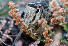Caccia Magazine novembre 2021 in edicola dal 20 ottobre foto di copertina di Caccia Magazine novembre 2021: beccaccia in ambiente autunnale