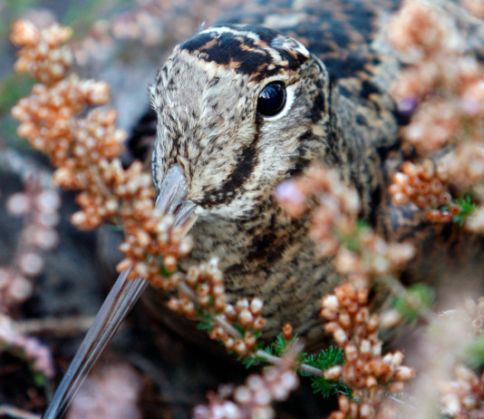 Caccia Magazine novembre 2021 in edicola dal 20 ottobre foto di copertina di Caccia Magazine novembre 2021: beccaccia in ambiente autunnale