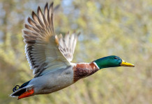 Caccia da appostamento fisso in Lombardia, ecco le giornate integrative Caccia da appostamento fisso in Lombardia: germano reale in volo