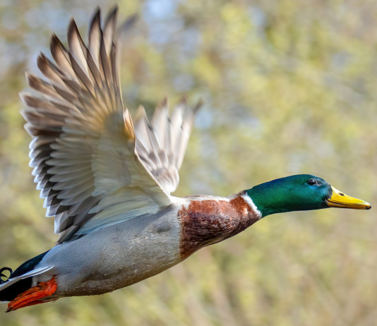 Caccia da appostamento fisso in Lombardia, ecco le giornate integrative Caccia da appostamento fisso in Lombardia: germano reale in volo
