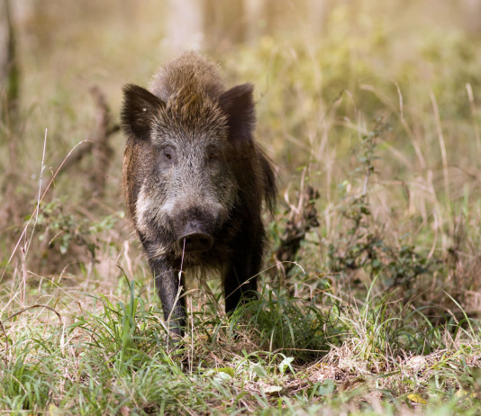 Caccia di selezione al cinghiale in Toscana, i piani per le aree vocate Caccia di selezione al cinghiale in Toscana, i piani per le aree vocate