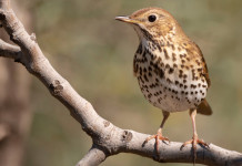 Caccia fuori regione, la richiesta della Cct Caccia fuori regione: tordo sassello