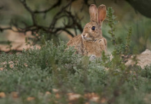 Caccia in Sardegna: sciolta la riserva su tre specie Caccia in Sardegna: coniglio selvatico in ambiente naturale