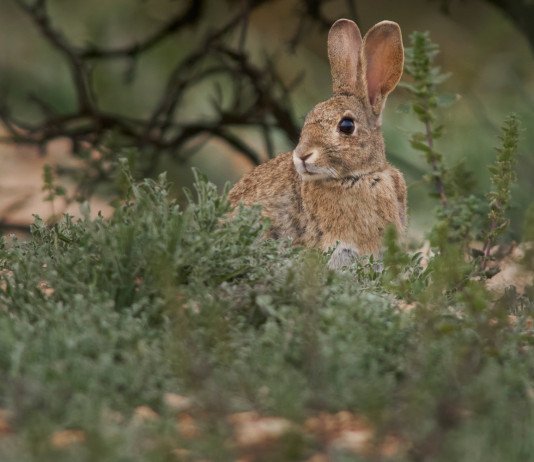 Caccia in Sardegna: sciolta la riserva su tre specie Caccia in Sardegna: coniglio selvatico in ambiente naturale