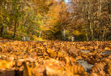 Caccia nelle aree contigue al Parco nazionale, Arcicaccia sollecita Regione Lazio Caccia nelle aree contigue al Parco nazionale, Arcicaccia sollecita Regione Lazio