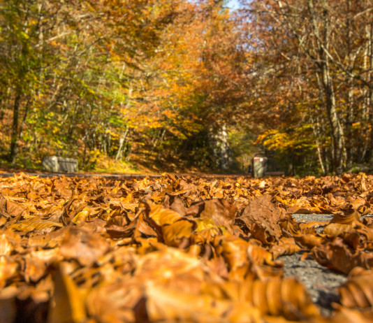 Caccia nelle aree contigue al Parco nazionale, Arcicaccia sollecita Regione Lazio Caccia nelle aree contigue al Parco nazionale, Arcicaccia sollecita Regione Lazio