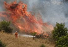 Caccia nelle zone incendiate, Arcicaccia scrive alla commissione Ambiente Caccia nelle zone incendiate: incendio a Geraci, Sicilia
