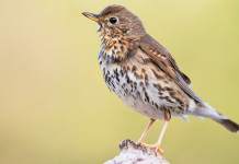 Cacciare fuori regione: la Toscana entra nell’accordo Cacciare fuori regione, mobilità venatoria: tordo bottaccio