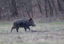 Cacciatori e controllo faunistico, la decisione della Liguria Cacciatori e controllo faunistico: cinghiale