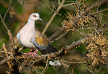 Calendario venatorio della Lombardia: il Tar ha deciso Calendario venatorio della Lombardia: tortora su un ramo