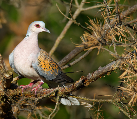 Calendario venatorio della Lombardia: il Tar ha deciso Calendario venatorio della Lombardia: tortora su un ramo