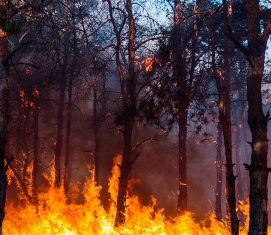 Divieto di caccia per incendio: Senato respinge emendamento Divieto di caccia per incendio: foresta in fiamme
