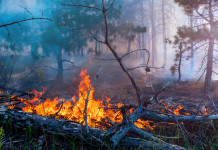 Divieto di caccia per incendio: emendamento respinto Divieto di caccia per incendio