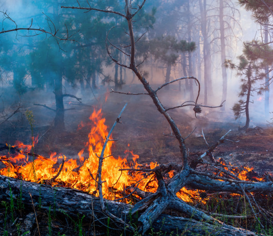 Divieto di caccia per incendio: emendamento respinto Divieto di caccia per incendio