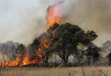 Divieto di caccia per incendio: l’opposizione di Coldiretti alla stretta Divieto di caccia per incendio