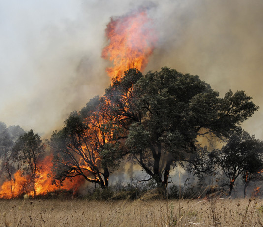 Divieto di caccia per incendio: l’opposizione di Coldiretti alla stretta Divieto di caccia per incendio