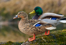 Ecco dove è vietato utilizzare richiami vivi anseriformi e caradriformi Ecco dove è vietato utilizzare richiami vivi anatidi e caradriformi: due germani reali, maschio e femmina