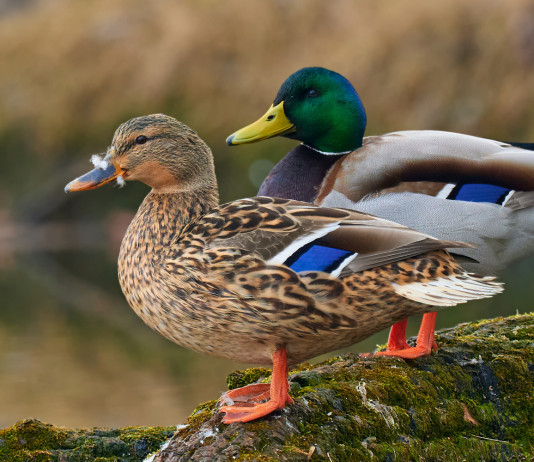Ecco dove è vietato utilizzare richiami vivi anseriformi e caradriformi Ecco dove è vietato utilizzare richiami vivi anatidi e caradriformi: due germani reali, maschio e femmina