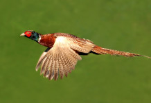 Gestione della fauna e politica agricola: convegno in presenza e sul web Gestione della fauna e politica agricola: fagiano in volo su sfondo verde