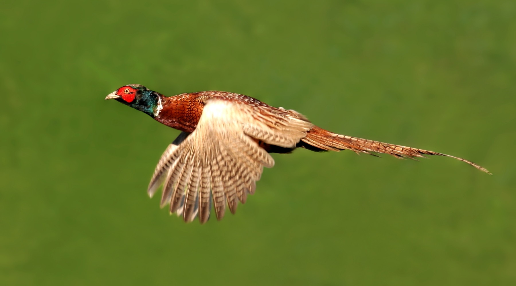 Gestione della fauna e politica agricola: fagiano in volo su sfondo verde