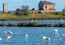 Il delta del Po nel Manifesto della biodiversità Face Il delta del Po nel Manifesto della biodiversità Face